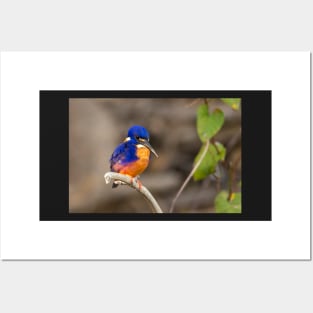 Azure Kingfisher, Kakadu National Park Posters and Art